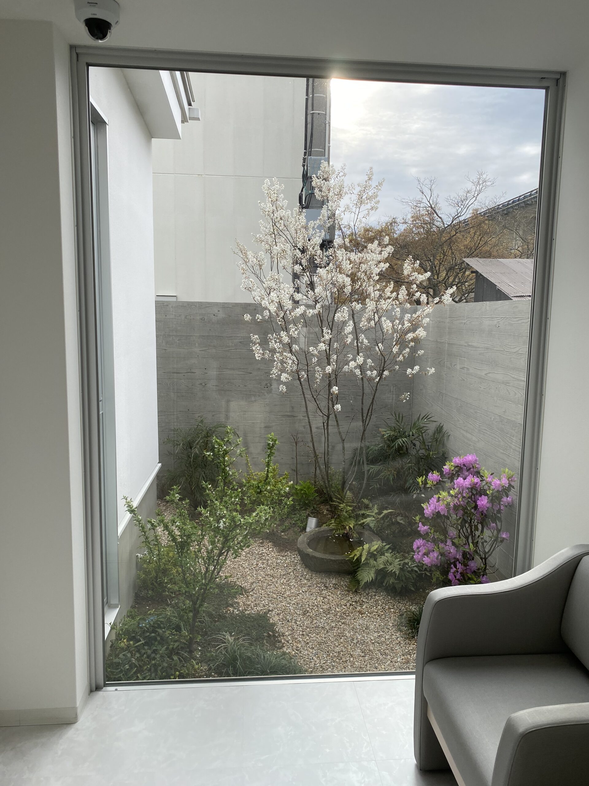 診察室2の前に咲くジューンベリーの花